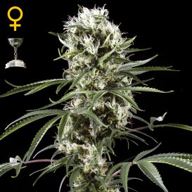 Greenhouse Seed Co. Super Lemon Haze (Феминизированные)