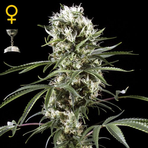 Greenhouse Seed Co. Super Lemon Haze (Феминизированные)