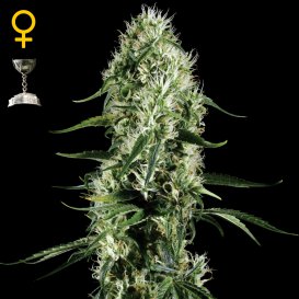 Greenhouse Seed Co. Super Silver Haze (Феминизированные)