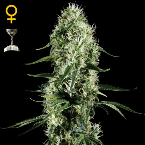 Greenhouse Seed Co. Super Silver Haze (Феминизированные)