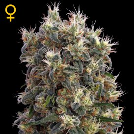 Greenhouse Seed Co. The Church (Феминизированные)