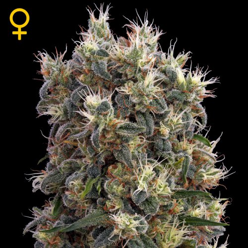 Greenhouse Seed Co. The Church (Феминизированные)