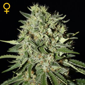 Greenhouse Seed Co. The Doctor (Феминизированные)