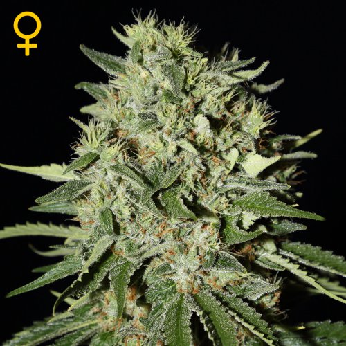 Greenhouse Seed Co. The Doctor (Феминизированные)
