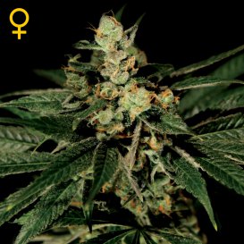 Greenhouse Seed Co. Trainwreck (Феминизированные)