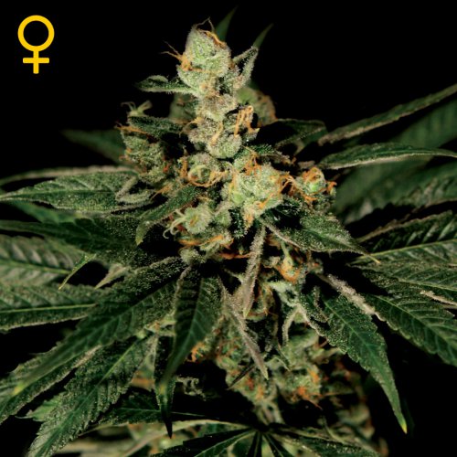 Greenhouse Seed Co. Trainwreck (Феминизированные)