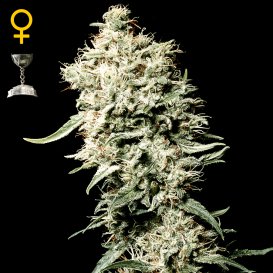 Greenhouse Seed Co. White Rhino (Феминизированные)