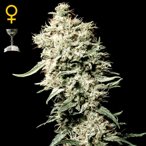 Greenhouse Seed Co. White Rhino (Феминизированные)