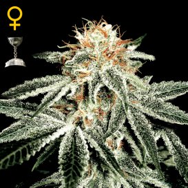Greenhouse Seed Co. White Widow (Феминизированные)
