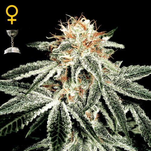 Greenhouse Seed Co. White Widow (Феминизированные)
