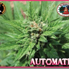 AUTOMATIC (Автоцветущие феминизированные)