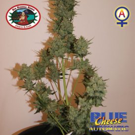 Blue Cheese (Автоцветущие феминизированные)