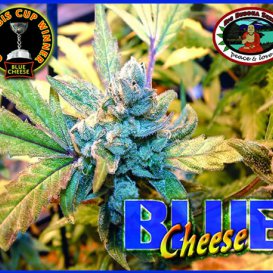 Blue Cheese (Феминизированные)