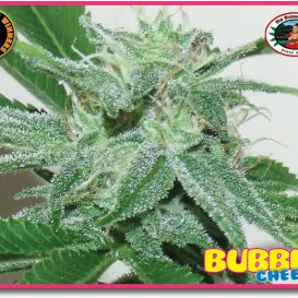 Bubble Cheese (Феминизированные)