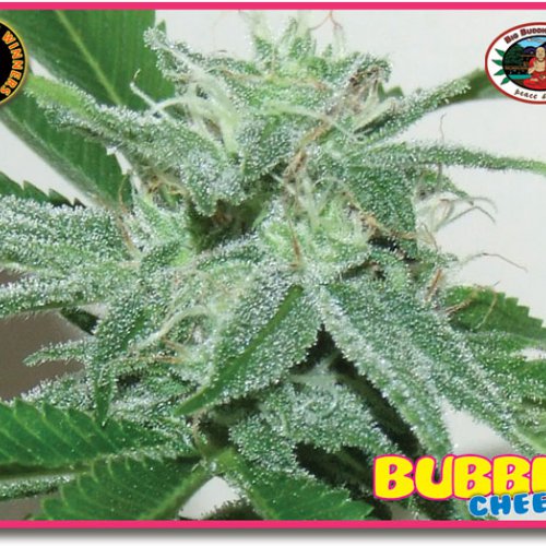 Big Buddha Seeds Bubble Cheese (Феминизированные)