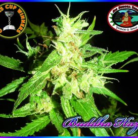 Buddha Haze (Феминизированные)