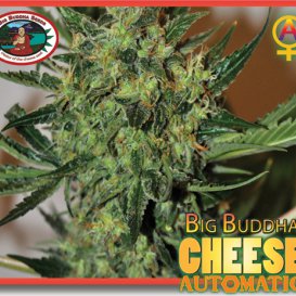 Cheese (Автоцветущие феминизированные)