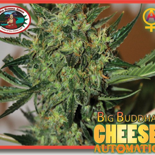 Big Buddha Seeds Cheese (Автоцветущие феминизированные)