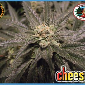 Cheesus (Феминизированные)