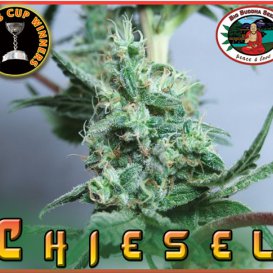 Chiesel (Феминизированные)