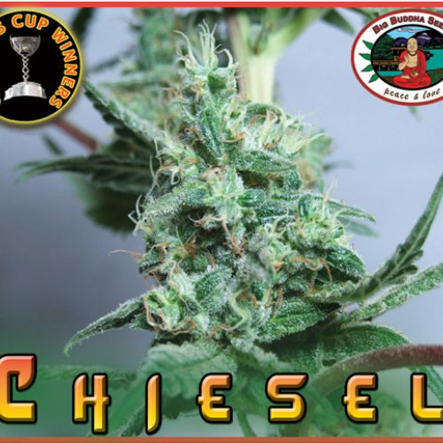 Big Buddha Seeds Chiesel (Феминизированные)