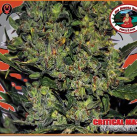 Critical Mass (Автоцветущие феминизированные)