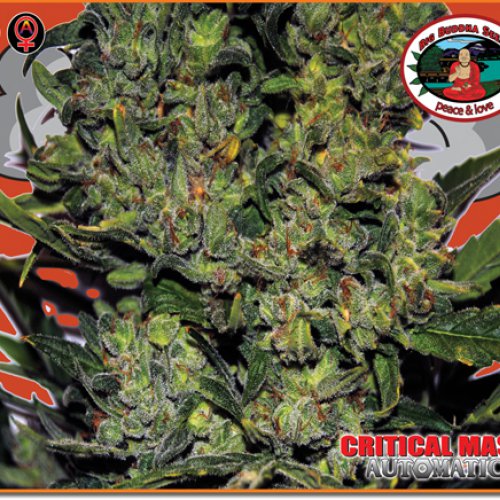 Big Buddha Seeds Critical Mass (Автоцветущие феминизированные)