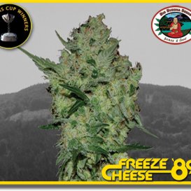 Freeze Cheese '89 (Феминизированные)