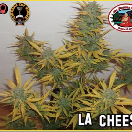 L.A. Cheese (Феминизированные)