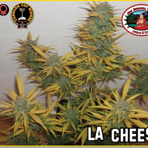 Big Buddha Seeds L.A. Cheese (Феминизированные)