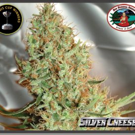 Silver Cheese (Феминизированные)