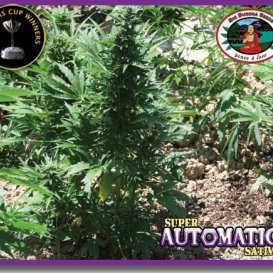 Super AUTOMATIC Sativa (Автоцветущие феминизированные)
