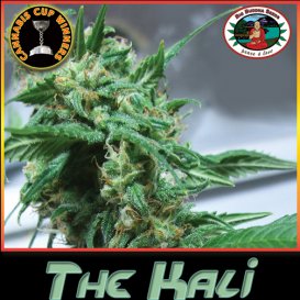 The Kali (Феминизированные)
