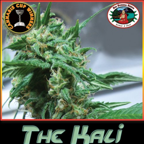 Big Buddha Seeds The Kali (Феминизированные)