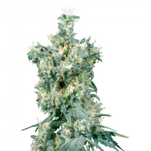 Sensi Seeds American Dream (Обычные)