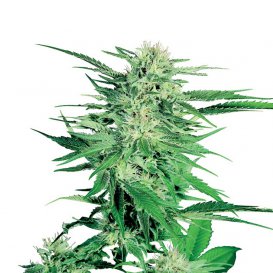 Sensi Seeds Big Bud (Обычные)