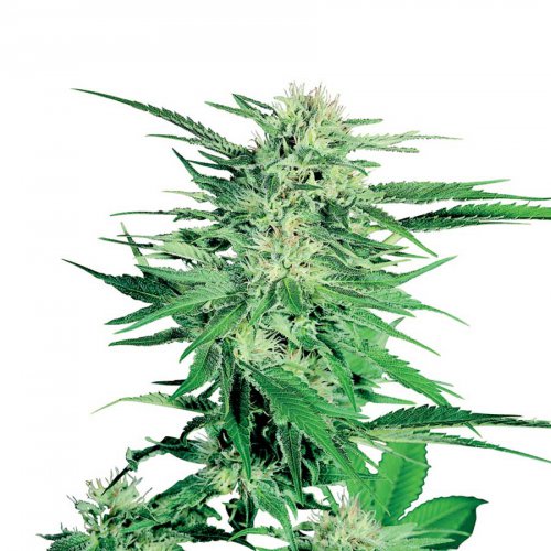 Sensi Seeds Big Bud (Обычные)