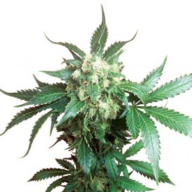 Sensi Seeds Black Domina (Обычные)