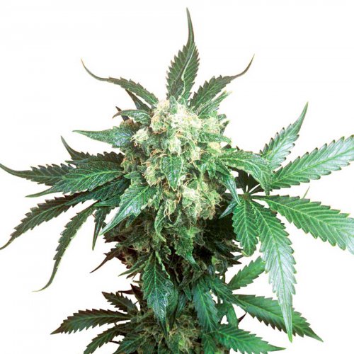 Sensi Seeds Black Domina (Обычные)