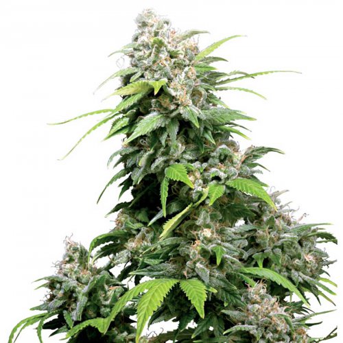Sensi Seeds Californian Indica (Обычные)