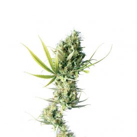Sensi Seeds Durban (Обычные)