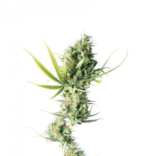 Sensi Seeds Durban (Феминизированные)