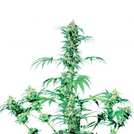 Sensi Seeds Early Girl (Обычные)