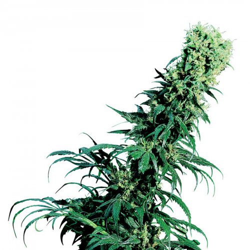 Sensi Seeds Early Pearl (Обычные)