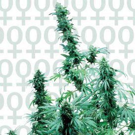 Sensi Seeds Early Skunk (Феминизированные)