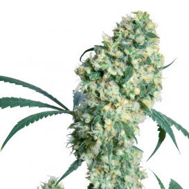 Sensi Seeds Ed Rosenthal Superbud (Обычные)