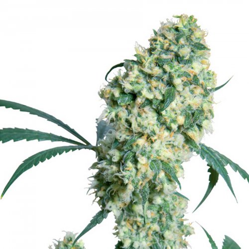 Sensi Seeds Ed Rosenthal Superbud (Обычные)