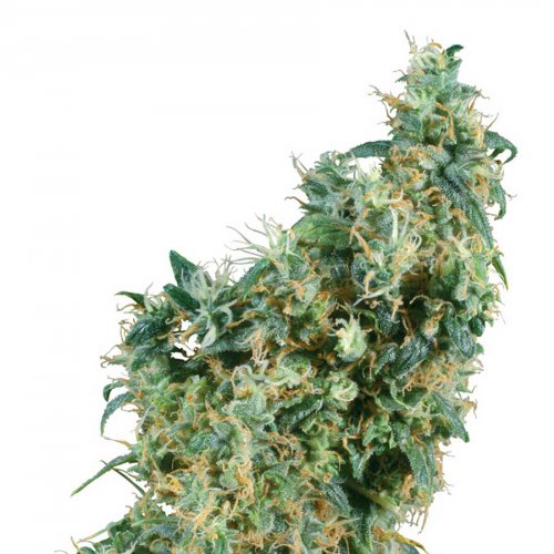 Sensi Seeds First Lady (Обычные)