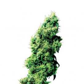 Sensi Seeds Four Way (Обычные)