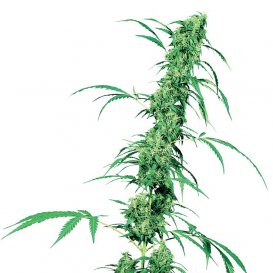 Sensi Seeds Fruity Juice (Обычные)